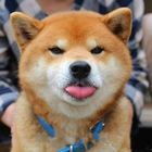 游客